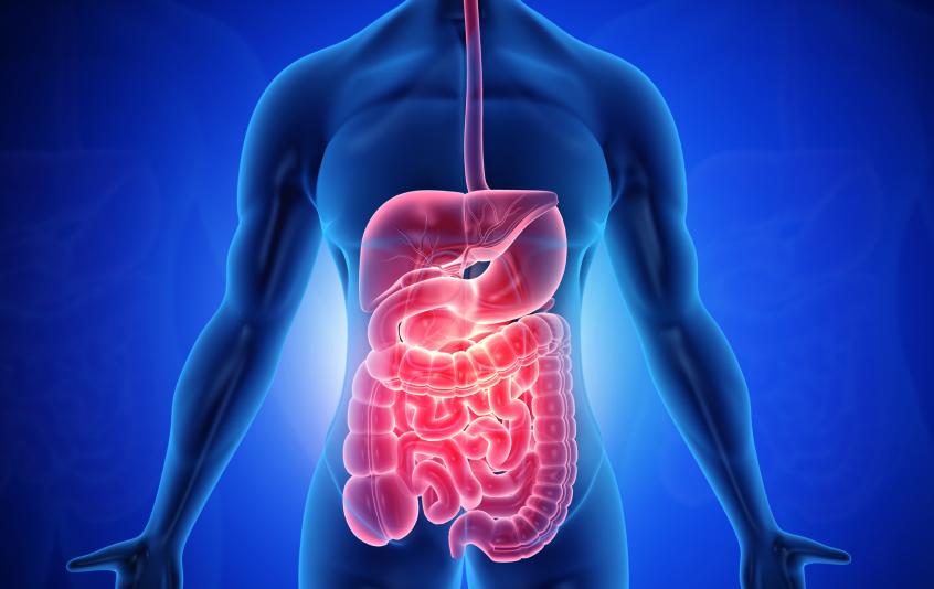 X-ray view of human digestive system